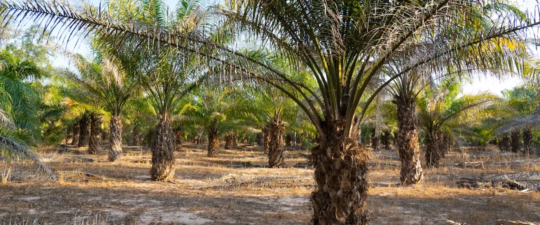 No Hoe, No Cutlass: How to Profit from Nigeria’s Multi-Billion Naira Agribusiness Without Getting Your Hands Dirty